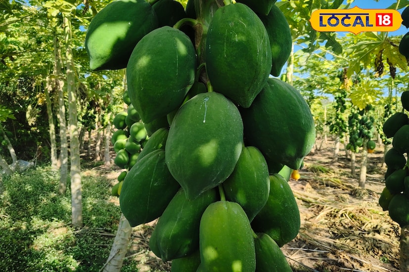  छत्रपती संभाजीनगरच्या फुलंब्री येथील अजय पगडे हा उच्चशिक्षित तरुण गेल्या वर्षभरापासून पपई शेती करत आहे. 20 गुंठे क्षेत्रामध्ये 600 पपई झाडांची लागवड या तरुणाने केली आहे.