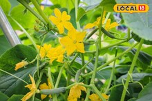 थंडीत होतीये पिकांची फुलगळ, असं करा योग्य व्यस्थापन, कृषी तज्ज्ञांचा महत्त्वाचा सल्ला