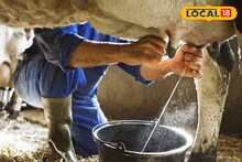 शेतकऱ्यांनो, जनावरांच्या दूध उत्पादनात होईल लक्षणीय वाढ, असं करा आहार व्यवस्थापन, Video