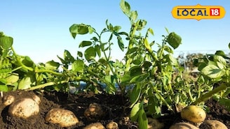 नोकरी सोबत केली शेती, बटाटा शेतीचा प्रयोग ठरला यशस्वी, 6 लाखांचा निव्वळ नफा