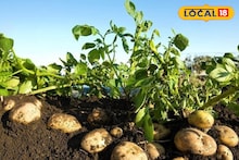 Success Story : नोकरी सोबत केली शेती, बटाटा शेतीचा प्रयोग ठरला यशस्वी, 6 लाखांचा निव्वळ नफा