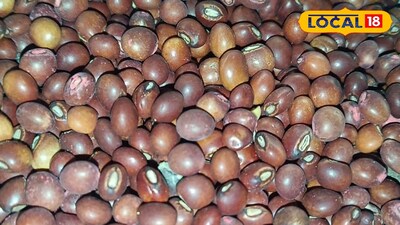 Maharashtra Krushi Market updates 