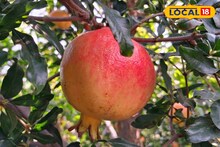 APMC Market Rate: डाळिंबाचा दर वधारला, इतर फळांची बाजारात स्थिती काय? वाचा Rate Card