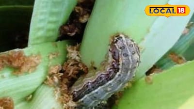 ज्वारी पिकावर रोगाचा प्रादुर्भाव