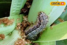 ज्वारी पिकावर कीटकांचा वाढता प्रादुर्भाव? असं करा रोग व्यवस्थापन, कृषी तज्ज्ञांचा महत्त्वाचा सल्ला