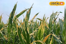 बदलत्या हवामानामुळे पिकांवर रोगराईचा धोका? वेळीच घ्या अशी काळजी, कृषी तज्ज्ञांचा सल्ला