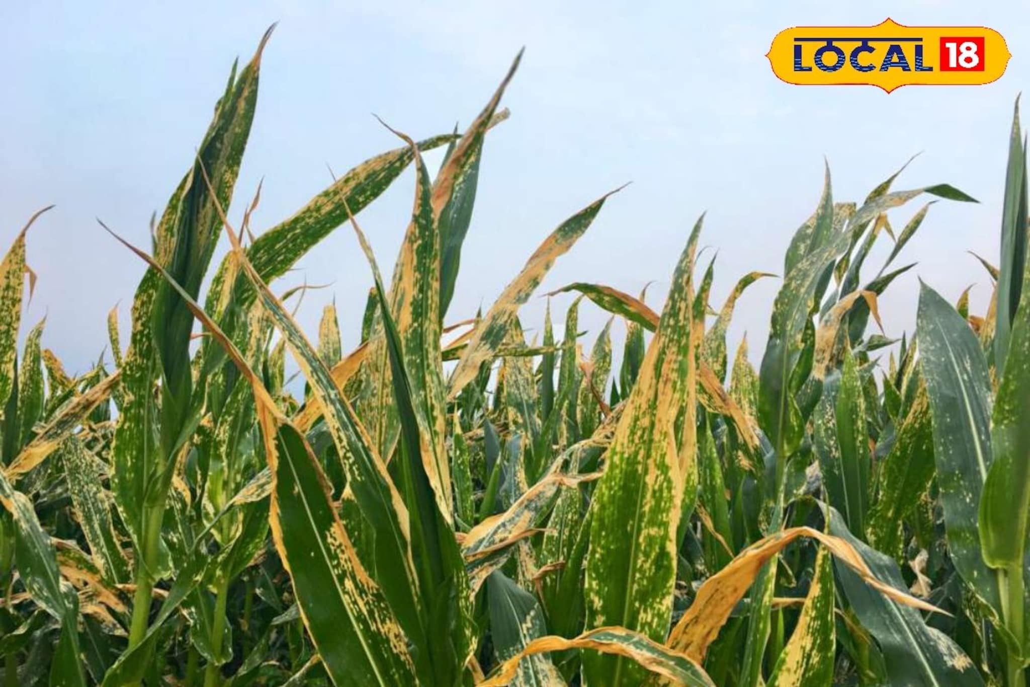 बदलत्या हवामानामुळे पिकांवर रोगराईचा धोका?  अशी काळजी, कृषी तज्ज्ञांचा सल्ला