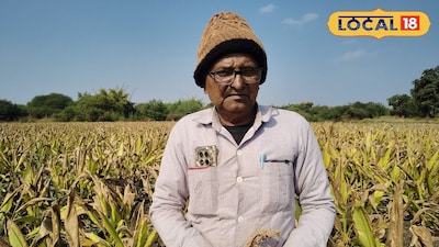 हळद लागवड ते पावडर विक्रीपर्यंतचा प्रवास; दत्तू धोत्रेंचा स्मार्ट शेती-मॉडेल, उत