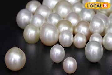 इंजिनिअर तरुणाची कमाल, शिंपल्यातून वर्षाला कमावले 30 लाख, एकदा प्रयोग पाहाच! इंजिनिअर तरुणाची कमाल, शिंपल्यातून वर्षाला कमावले 30 लाख, एकदा प्रयोग पाहाच!