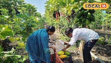 आंतरपीक