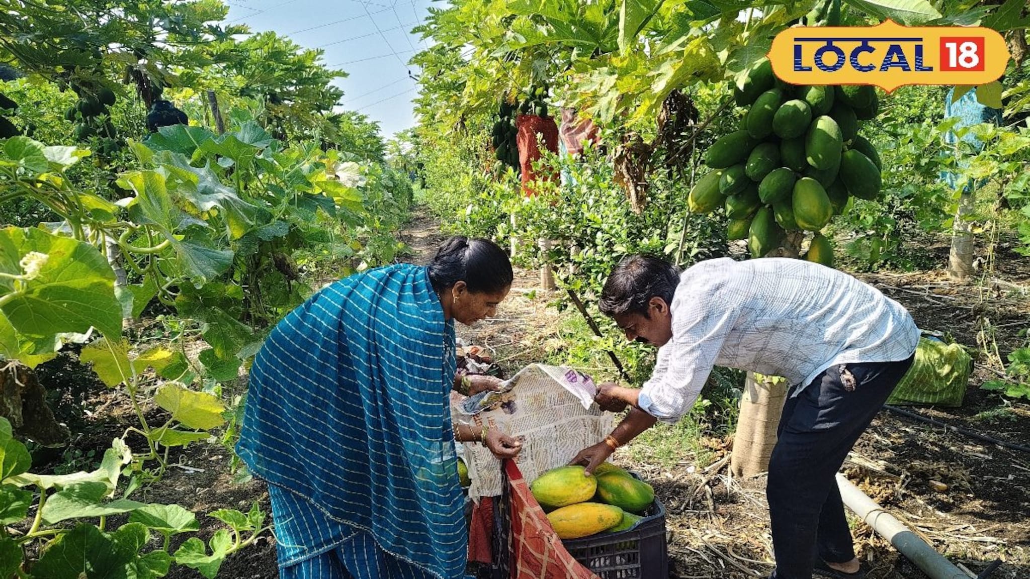 Success Story: पपई, लिंबू, भोपळा आणि टोमॅटो, 30 गुंठे शेतीत भारी प्रयोग, आता महिन्याला 3 लाखांची कमाई