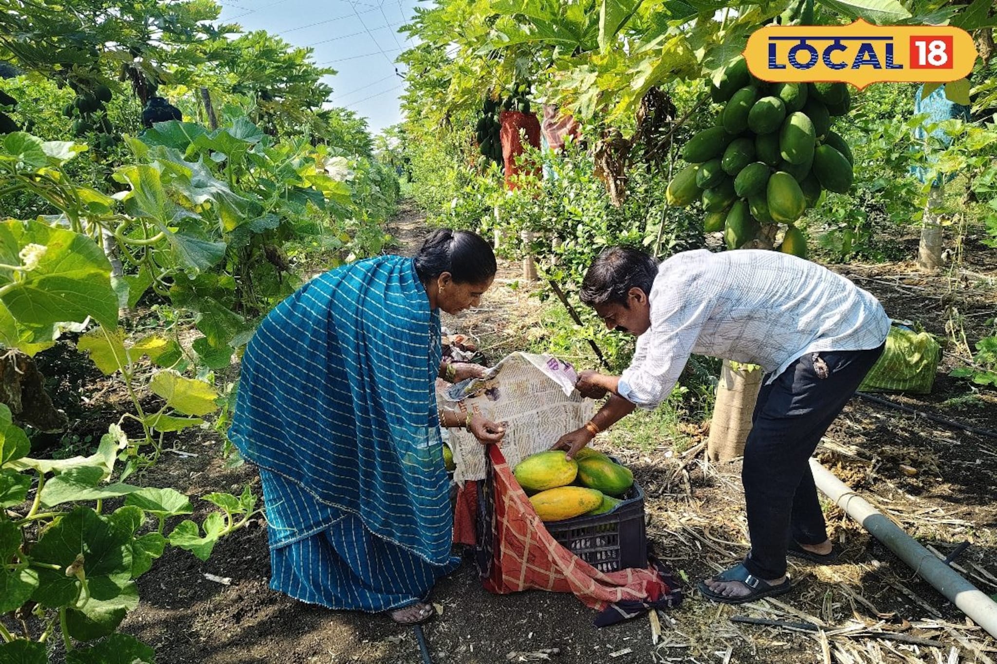 पपई, लिंबू, भोपळा अन् टोमॅटो, 30गुंठे शेतीत भारी प्रयोग, महिन्याला 3लाखांची कमाई