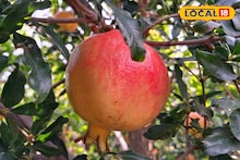 APMC Market Rate: हिवाळ्यात महागलेला शेवगा आता जागेवर आला, डाळिंबाचीही आवक वाढली, दर किती?