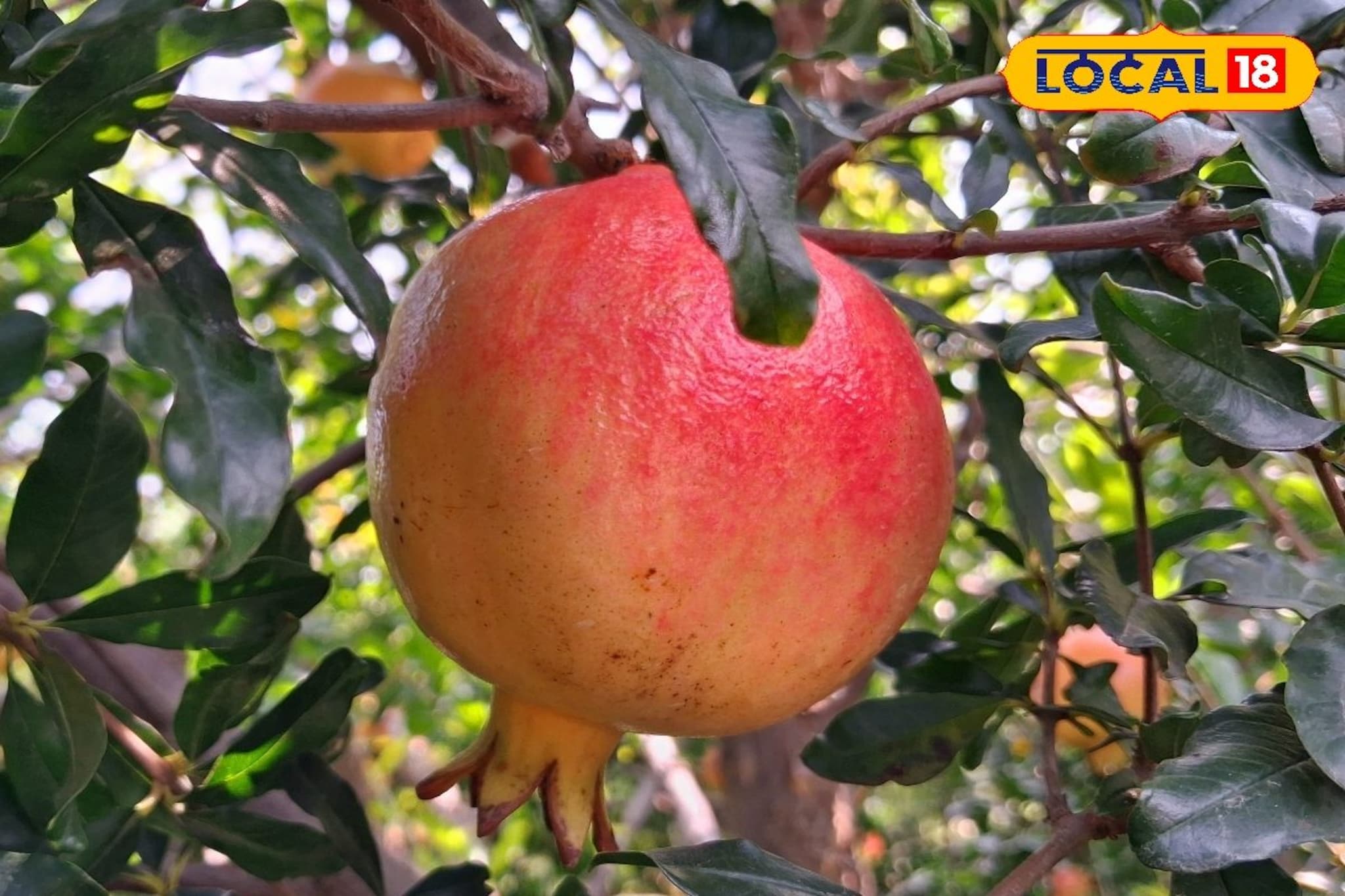 हिवाळ्यात महागलेला शेवगा आता जागेवर आला, डाळिंबाचीही आवक वाढली, दर किती?