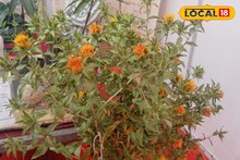 कमी खर्चात उत्पन्न मिळेल लाखात, करडईची करा लागवड, महत्त्वाच्या टिप्सचा Video