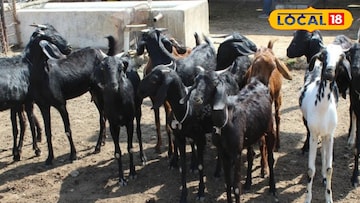 शेळीपालन