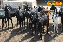 कमी भांडवलात सुरू करा शेळी पालन व्यवसाय, मिळेल नफाच नफा, संपूर्ण माहितीचा Video