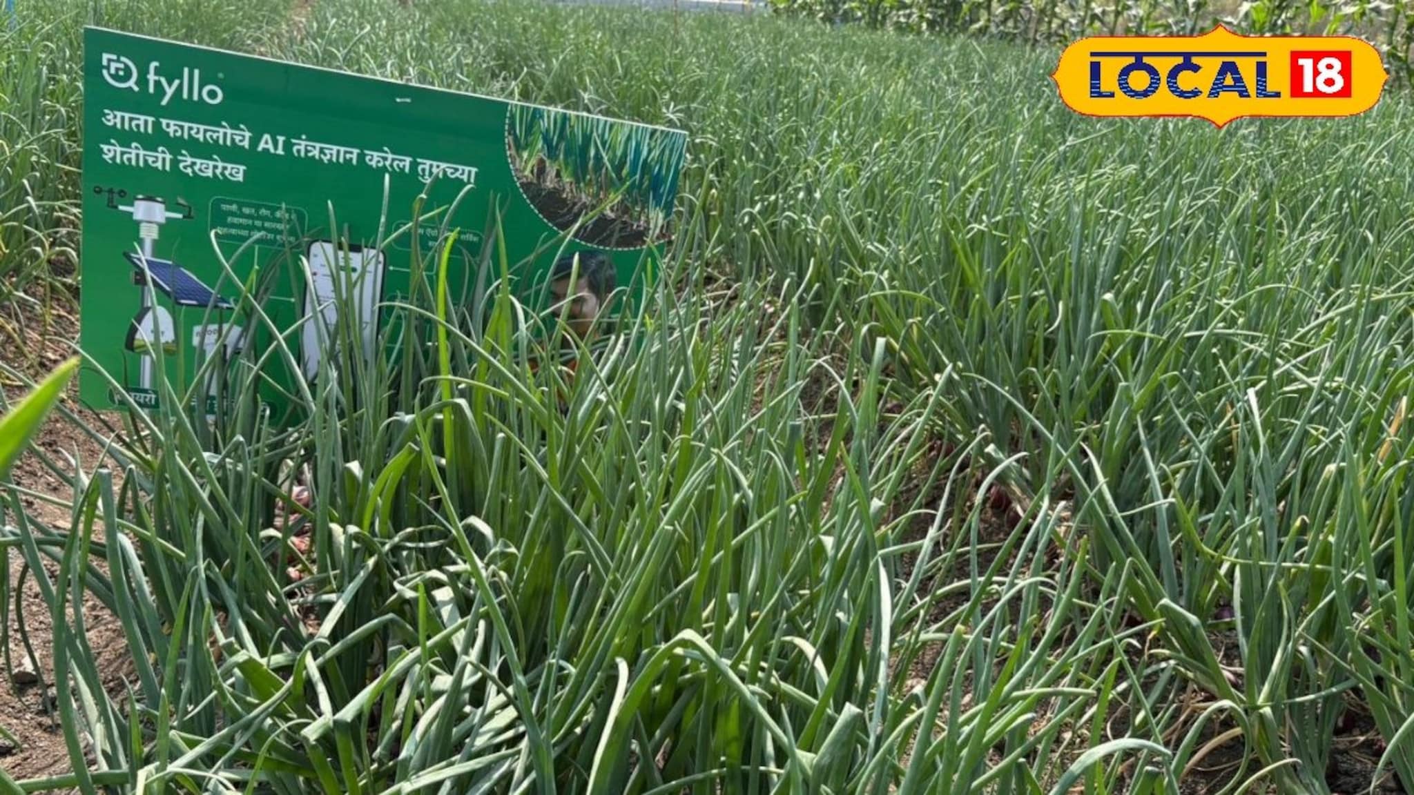AI तंत्रज्ञानावर आधारित कांदा वाण, शेतकऱ्यांच्या उत्पादनात होणार मोठी वाढ, कशी कराल शेती?