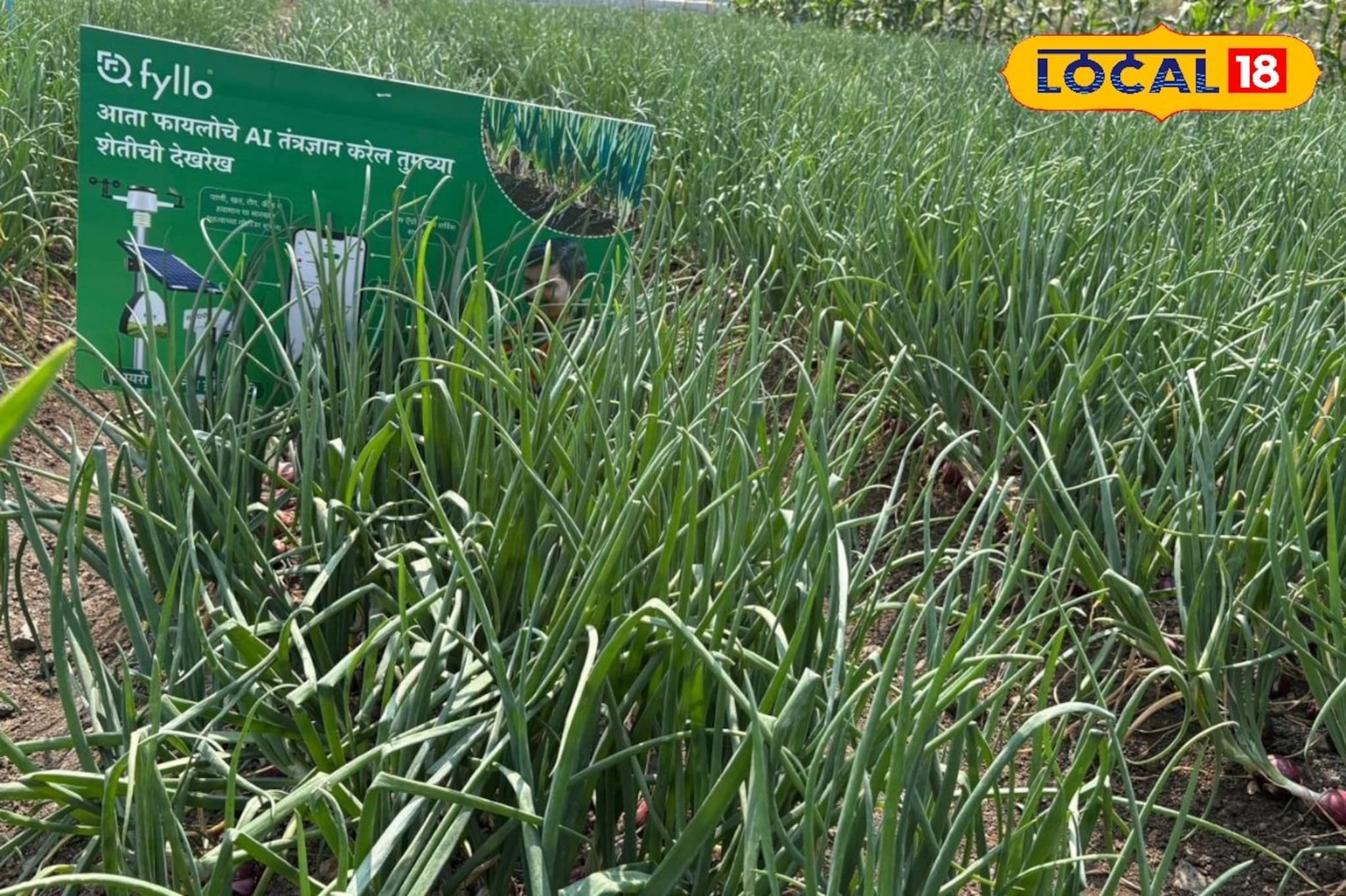 AI तंत्रज्ञानावर आधारित कांदा वाण, उत्पादनात होणार वाढ, कशी कराल शेती?