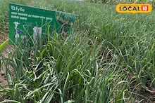 AI तंत्रज्ञानावर आधारित कांदा वाण, शेतकऱ्यांच्या उत्पादनात होणार मोठी वाढ, कशी कराल शेती?