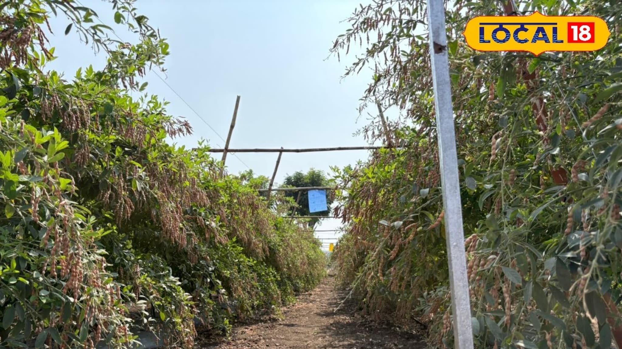 AI आधारित तूर उत्पादन तंत्रज्ञान, शेतकऱ्यांना मिळणार आता अधिक नफा, अशी करा शेती