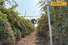 AI आधारित तूर उत्पादन तंत्रज्ञान, शेतकऱ्यांना मिळणार आता अधिक नफा, अशी करा शेती