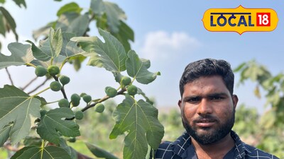 अंजिर शेती