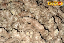 APMC Market Rate: लाल सोन्याचे महाराष्ट्रात दर घटले, डाळिंबासह इतर शेतमालांची स्थिती काय?