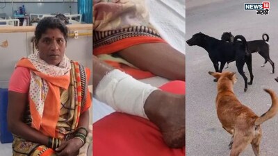 दापोली में पिसाळले कुत्ते का आतंक: एक दिन में 20 लोगों पर हमला, अस्पताल में भर्ती.