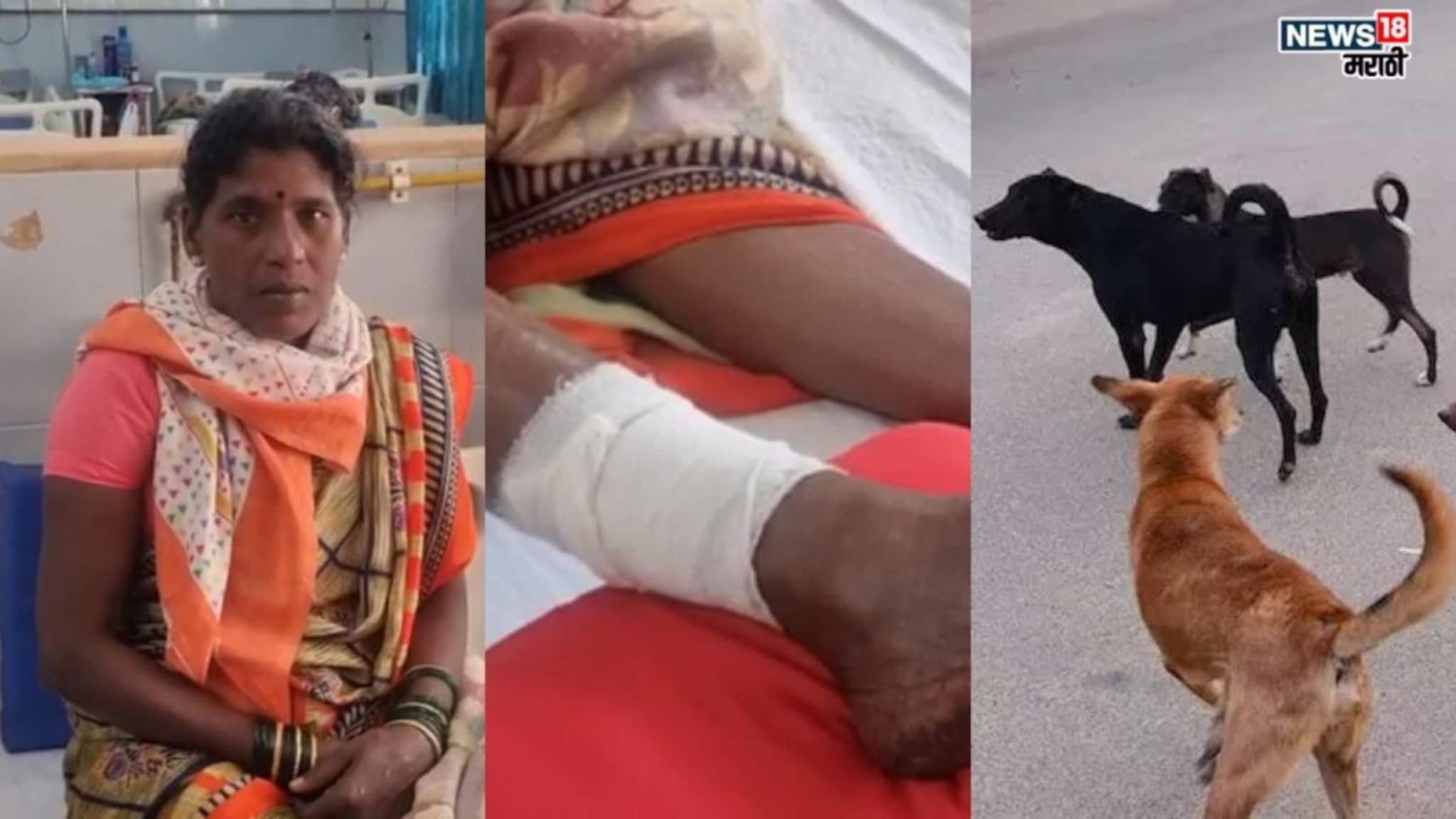 समोर दिसेल त्याला फाडून काढलं! चाकणनंतर दापोलीत पिसाळलेल्या कुत्र्याची दहशत; एकाच दिवशी २० जणांवर हल्ला