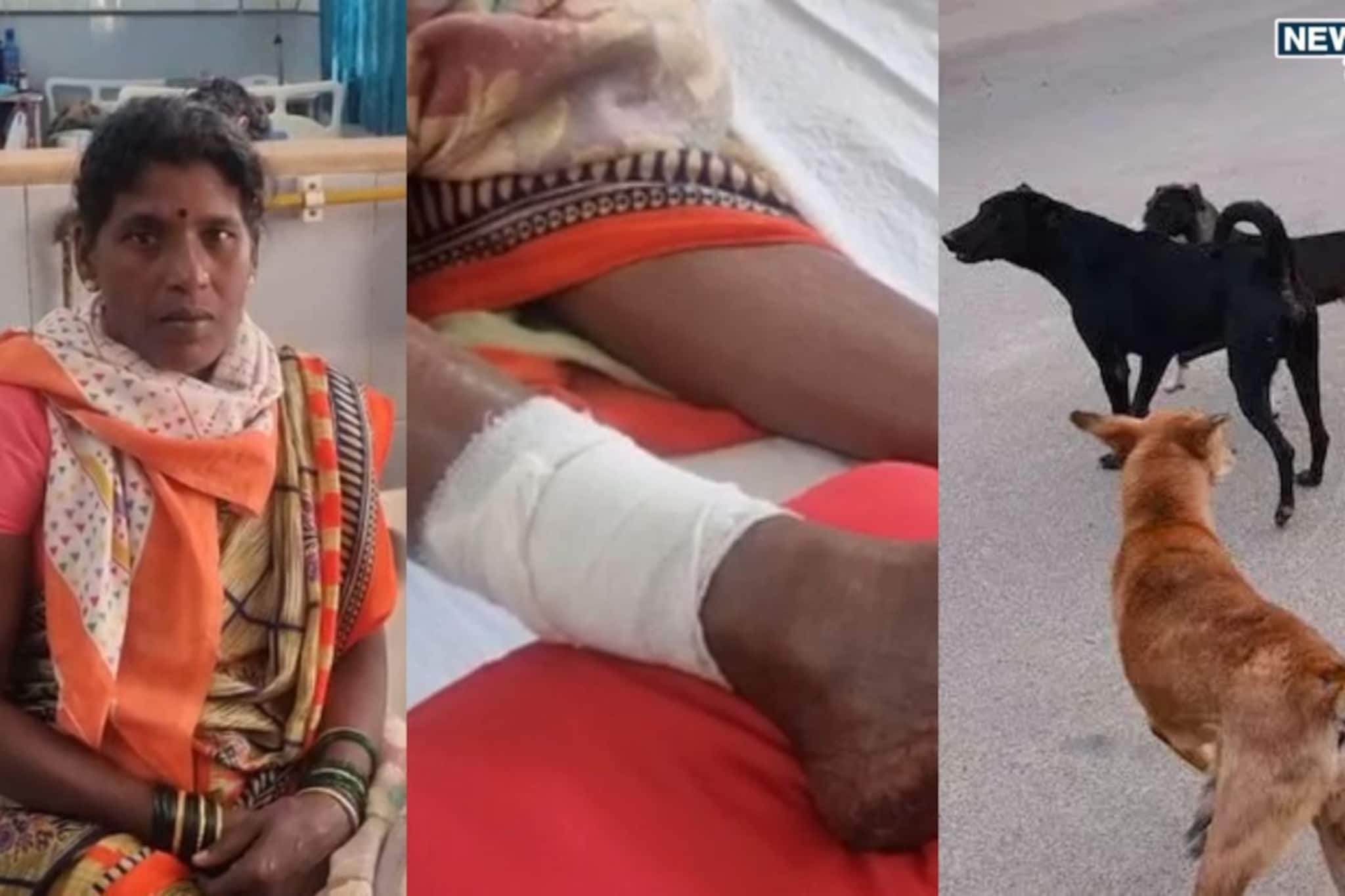 समोर दिसेल त्याला फाडून काढलं! चाकणनंतर दापोलीत पिसाळलेल्या कुत्र्याची दहशत