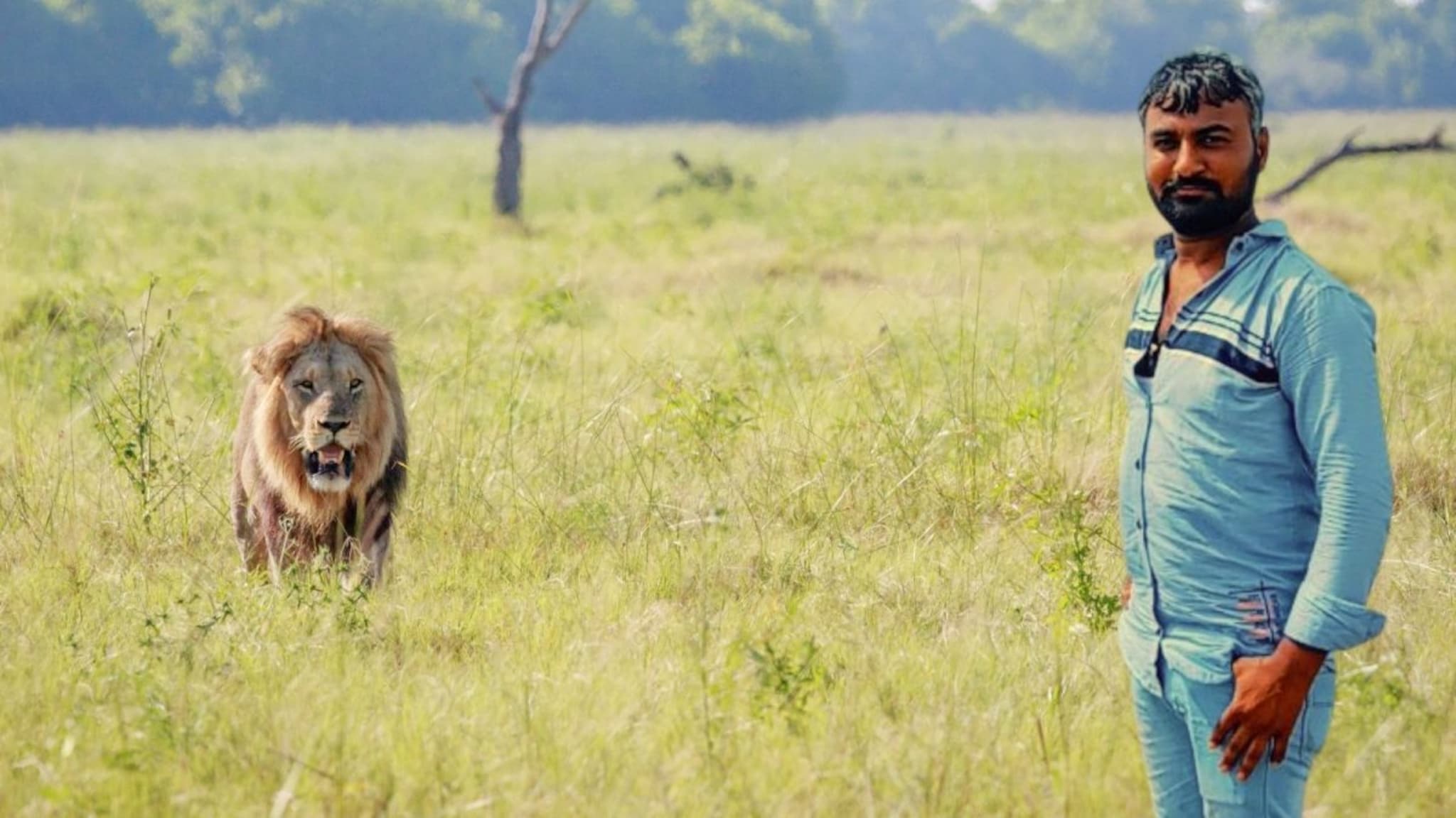 नेम चुकला! सिंहाला बेशुद्ध करायला गेले आणि माणसाचा मृत्यू झाला