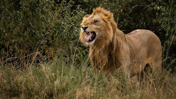 नेम चुकला! सिंहाला बेशुद्ध करायला गेले आणि माणसाचा मृत्यू झाला नेम चुकला! सिंहाला बेशुद्ध करायला गेले आणि माणसाचा मृत्यू झाला