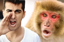 माकडासारखं ओरडा आणि Government Job मिळवा; थेट विधानसभेत नोकरीची संधी