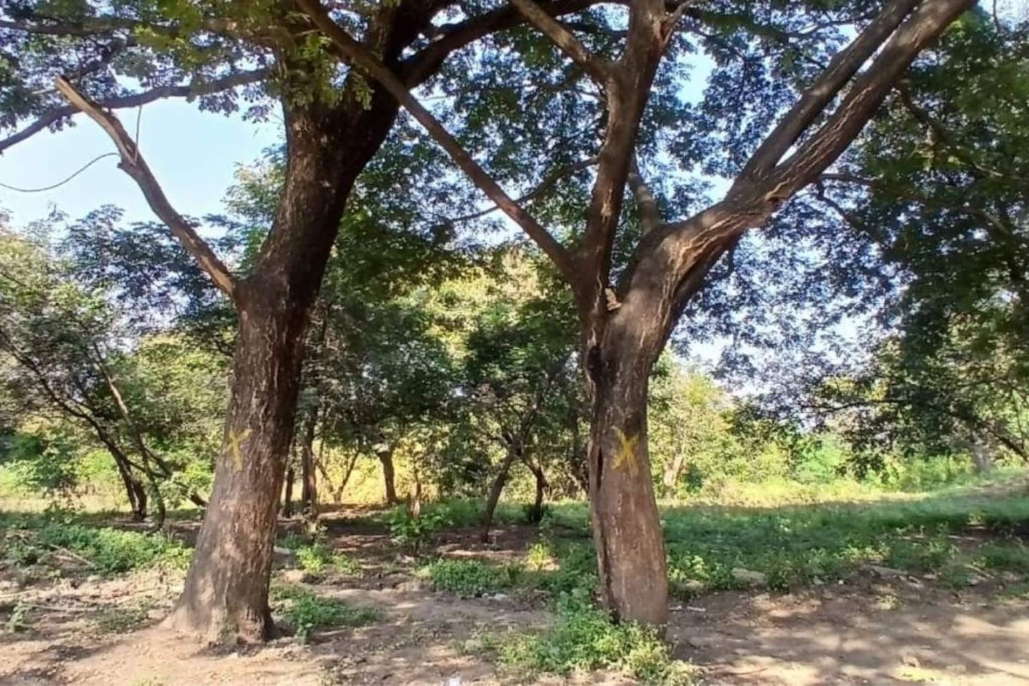 मोठी बातमी: नाशिक जिल्ह्यातील वृक्षतोडीला स्थगिती मोठी बातमी: नाशिक जिल्ह्यातील वृक्षतोडीला स्थगिती