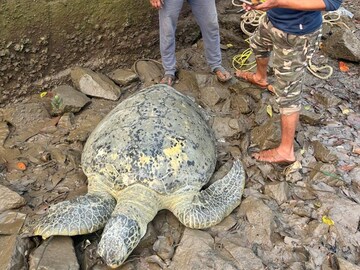 रायगडच्या समुद्राकिनाऱ्यावर पहिल्यांदाच 'तो' आला, उचलायला 7 ते 8 माणसं लागली