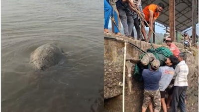 समुद्राच्या दुनियेत अनेक असे जीव आहे, जे आजपर्यंत आपण कधी पाहिलेही नसतील. अशातच रायगड–रत्नागिरी किनारपट्टीवर आज एक दुर्मीळ आणि आशादायी घटना घडली. (शिवाजी गोरे, प्रतिनिधी)