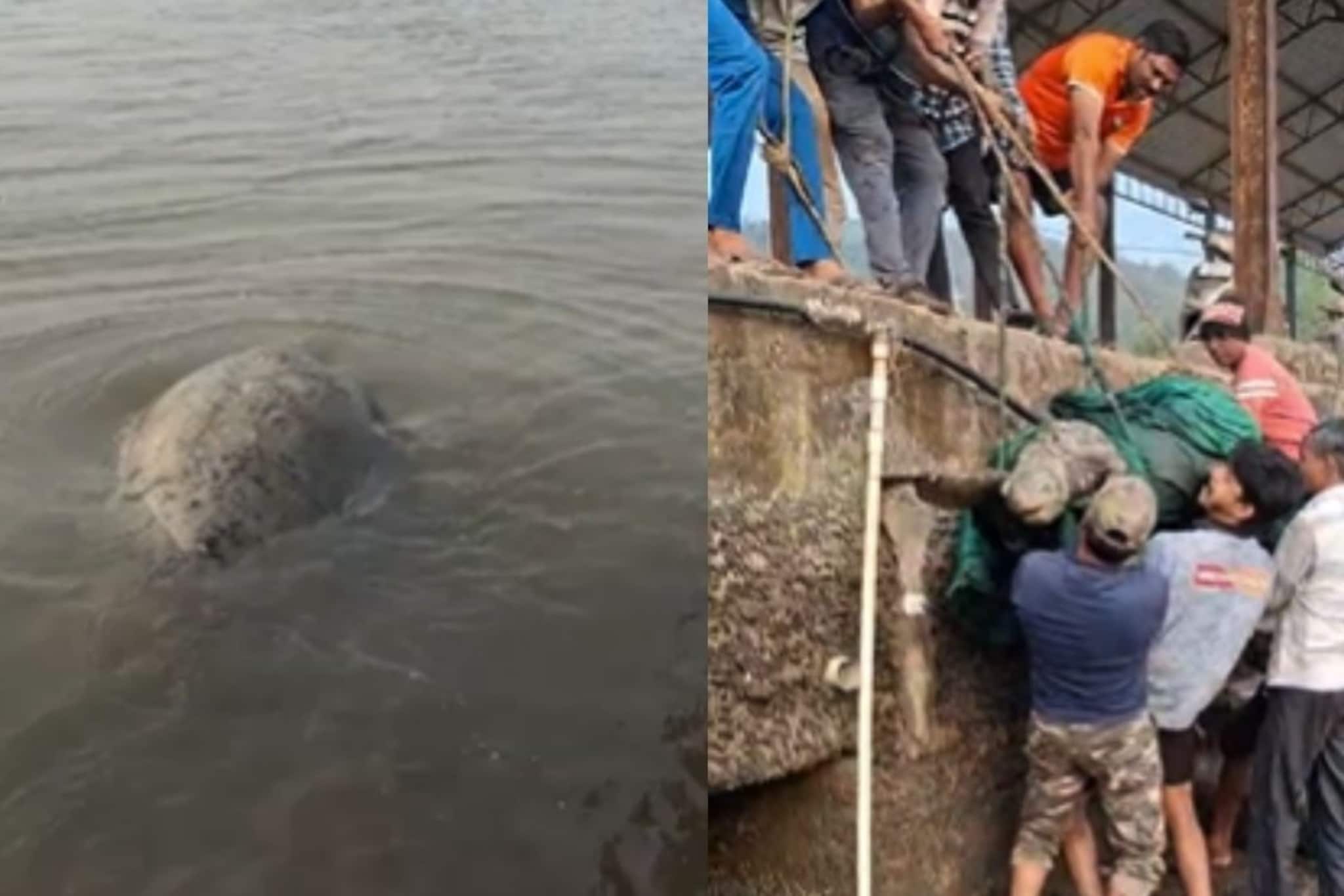 रायगडच्या समुद्राकिनाऱ्यावर पहिल्यांदाच 'तो' आला, उचलायला 7 ते 8 माणसं लागली रायगडच्या समुद्राकिनाऱ्यावर पहिल्यांदाच 'तो' आला, उचलायला 7 ते 8 माणसं लागली