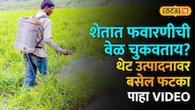 शेतात फवारणीची वेळ चुकवताय? थेट उत्पादनावर बसेल फटका, कृषी तज्ज्ञांनी दिला महत्त्वाचा सल्ला