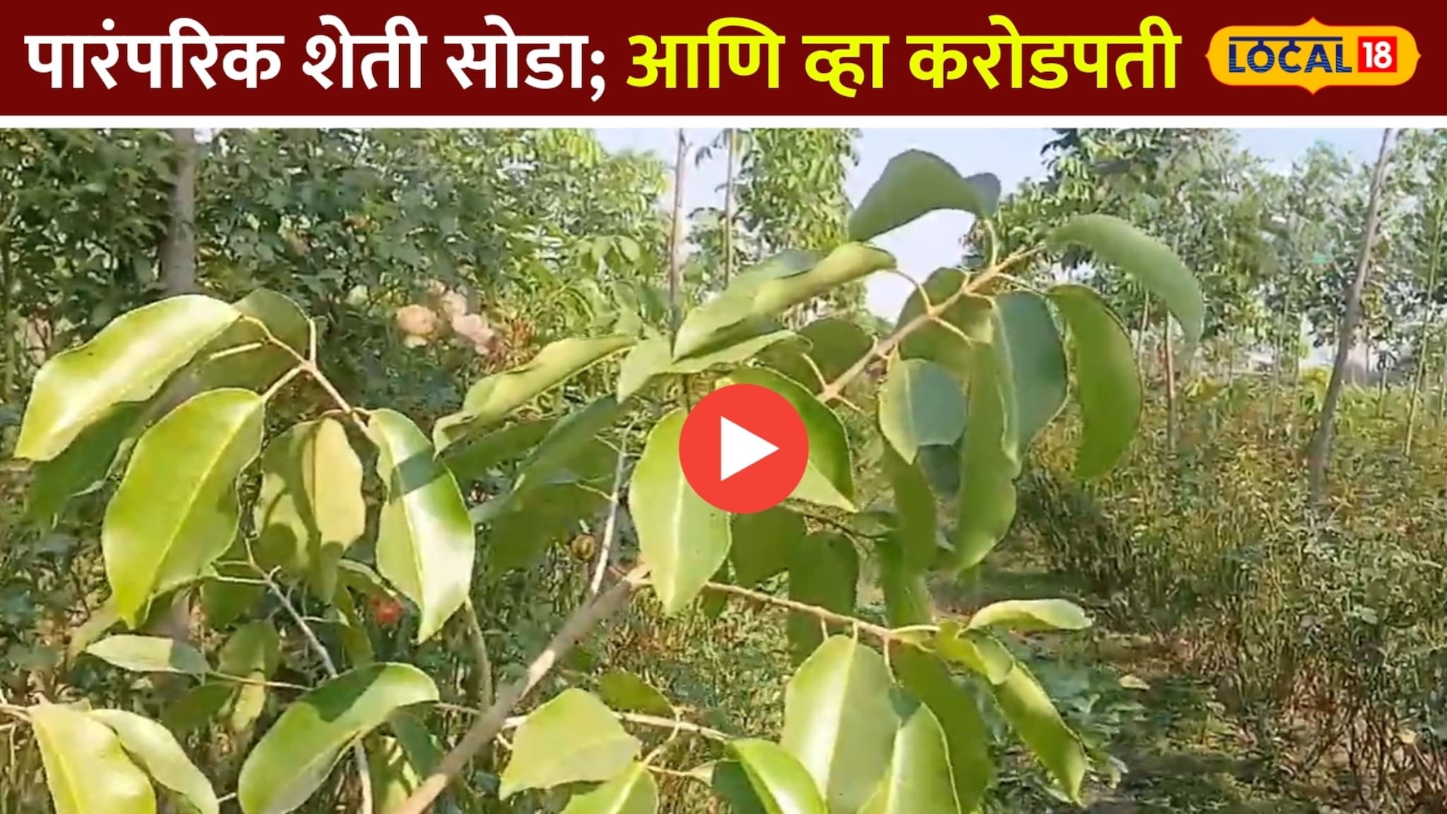 पारंपरिक शेती सोडा हा नवीन फॉर्म्युला वापरून व्हा करोडपती!Video 