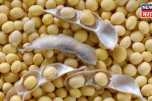 सोयाबीन मार्केटमध्ये पुन्हा तेजी, दर कडाडले, सध्याचे बाजारभाव काय?