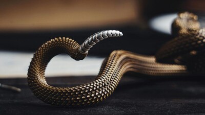 सांप की पूंछ से मौत का डर? एक्सपर्ट्स ने खोला रहस्य, जानें सच्चाई.