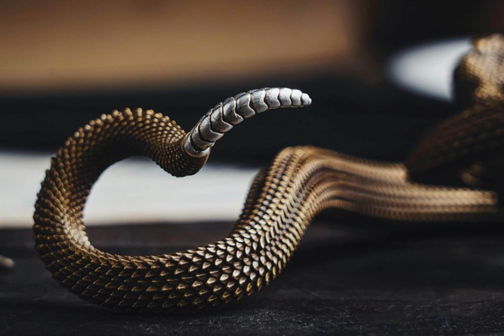 सापाने शेपटी मारली तरी होतो माणसाचा मृत्यू? तज्ज्ञानी उलगडलं माहिती नसलेलं रहस्य सापाने शेपटी मारली तरी होतो माणसाचा मृत्यू? तज्ज्ञानी उलगडलं माहिती नसलेलं रहस्य