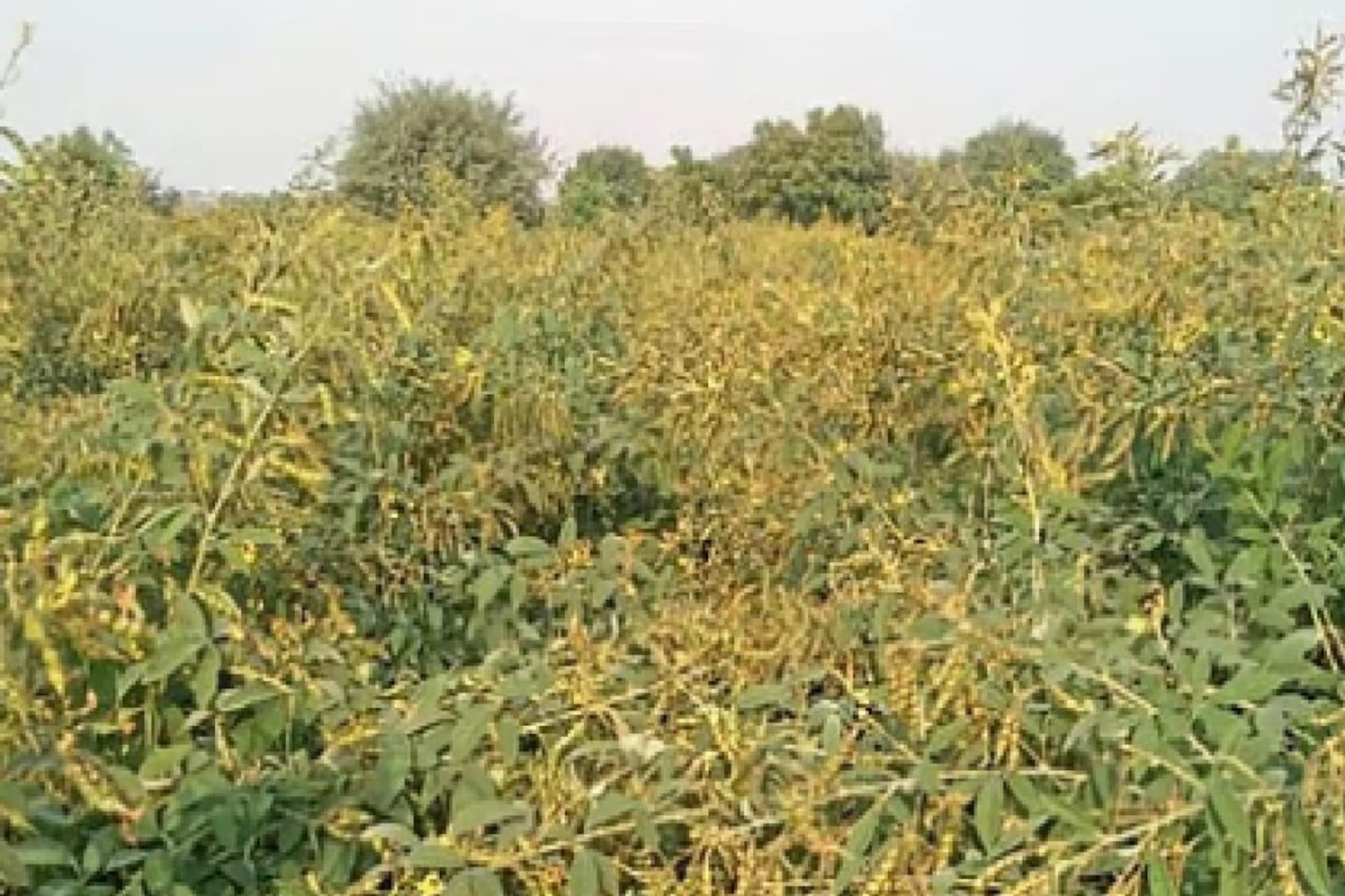 महाराष्ट्रातील तूर उत्पादक शेतकऱ्यांसाठी सरकारकडून सर्वात मोठा दिलासा महाराष्ट्रातील तूर उत्पादक शेतकऱ्यांसाठी सरकारकडून सर्वात मोठा दिलासा