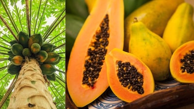 पपीता: सेहत का खजाना! रोज खाएं और पाएं पाचन, इम्यूनिटी और चमक.