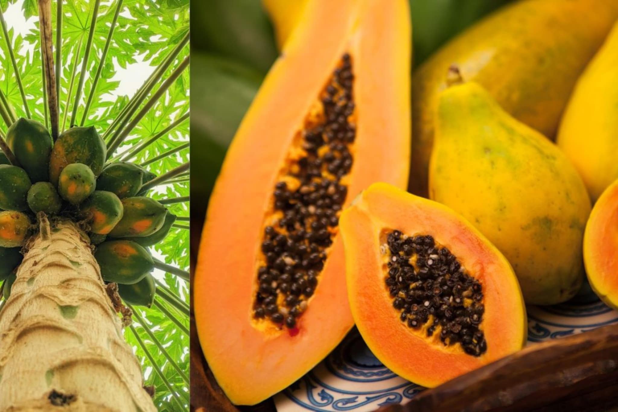 Papaya : बहुगुणी आणि आरोग्यवर्धक पपई, पपई खा, तंदुरुस्त राहा