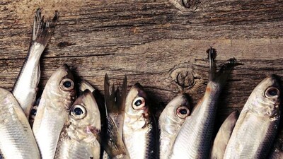 कोणत्या माशाला कमी हाडे असतात