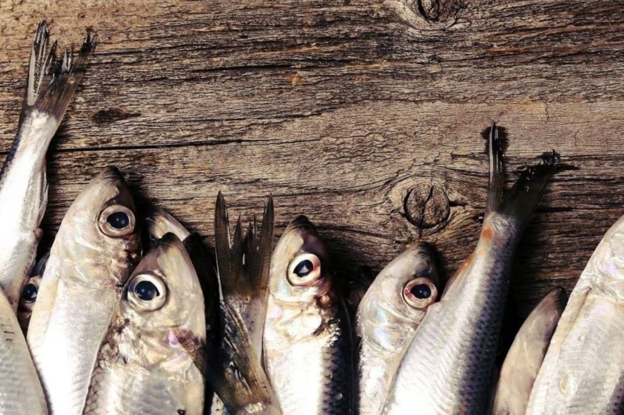 काट्यांमुळे मासे खावेसे वाटत नाही? 'हा' खास मासा खा, काटा फसण्याचं टेन्शनच नाही काट्यांमुळे मासे खावेसे वाटत नाही? 'हा' खास मासा खा, काटा फसण्याचं टेन्शनच नाही