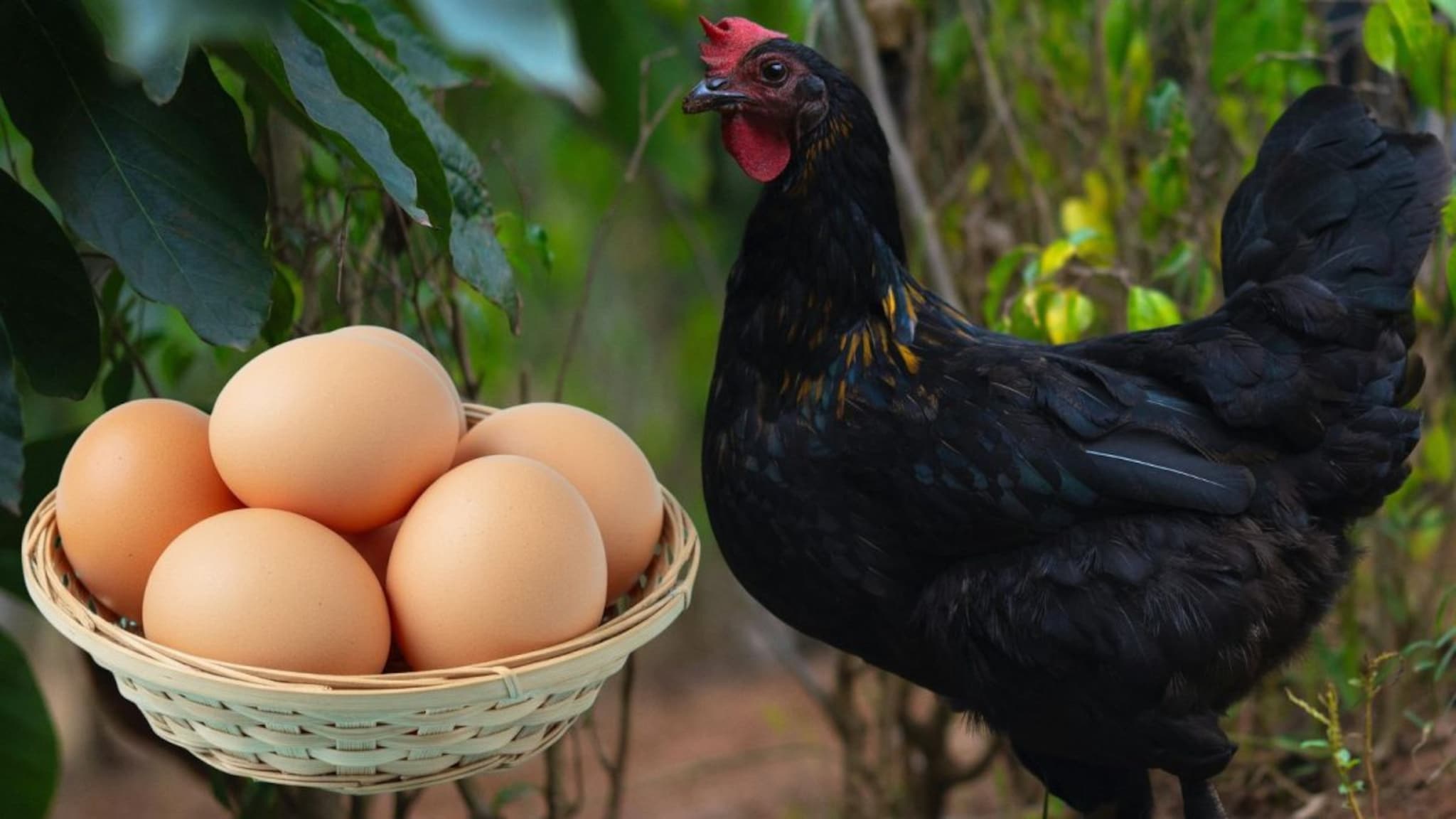 Kadaknath Eggs : कडकनाथ कोंबडीच्या अंड्यांमध्ये खरंच जास्त प्रोटीन असतं का? ही अंडी महाग का असतात?