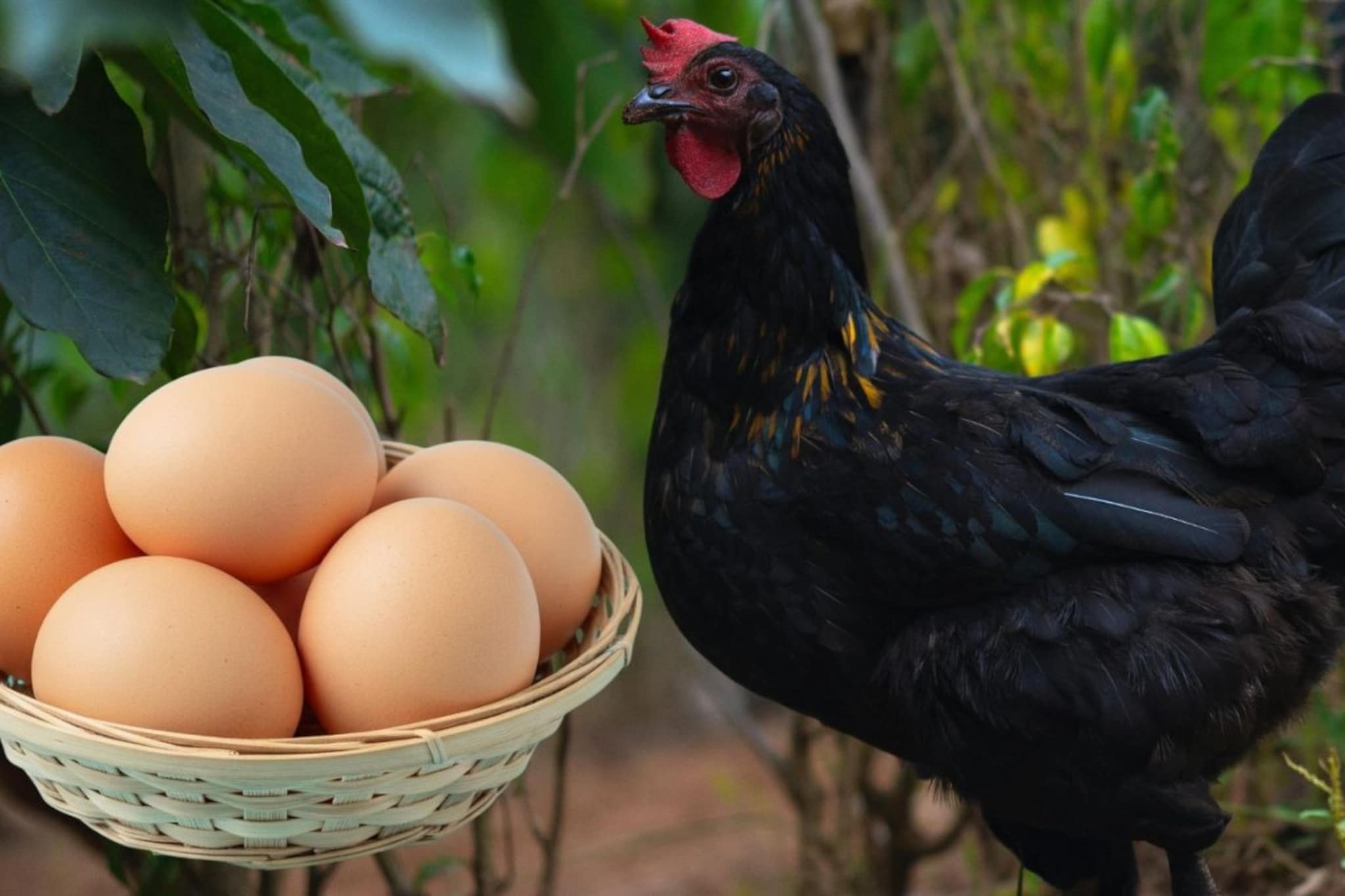 कडकनाथच्या अंड्यांमध्ये खरंच जास्त प्रोटीन असतं का? ही अंडी महाग का असतात?